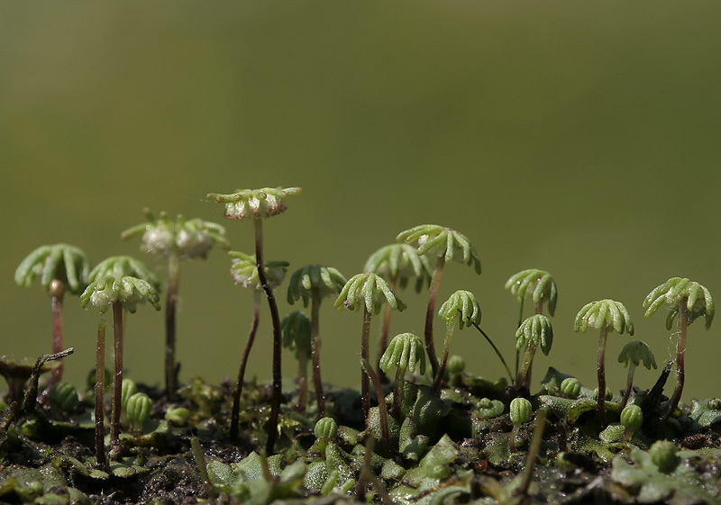 Marchantia polymorpha (door Richard Gerritsen)