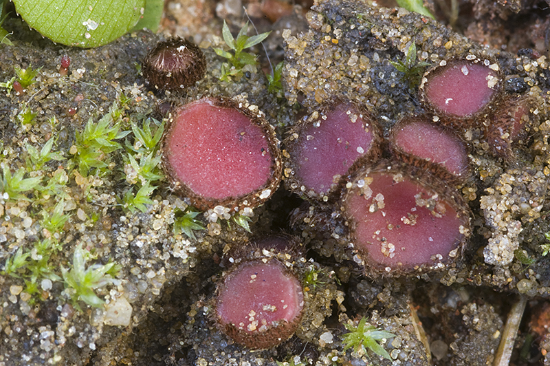 Parascutellinia carneosanguinea (door Nico Dam)