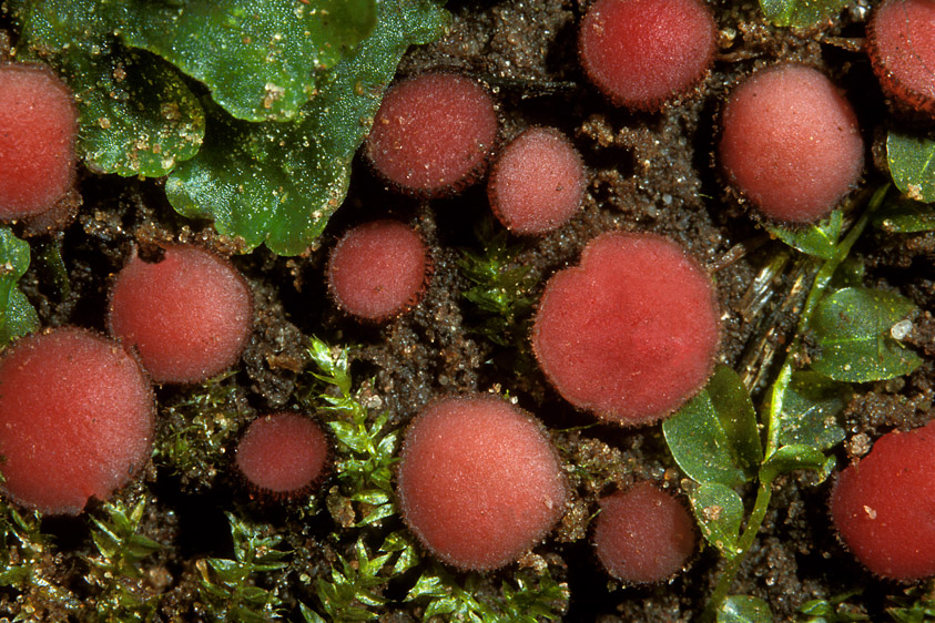 Parascutellinia carneosanguinea (door Henk Huijser)