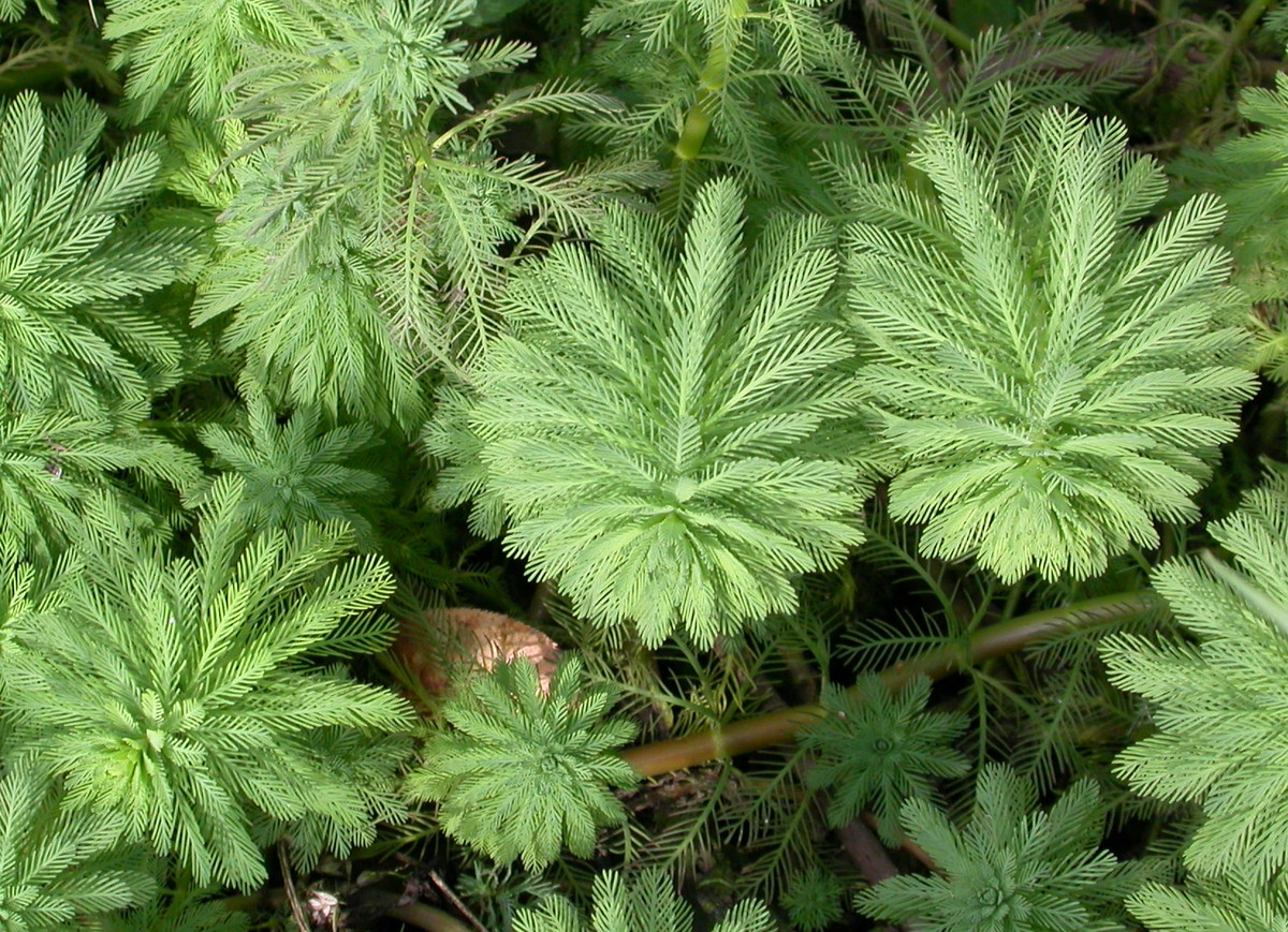 Myriophyllum aquaticum (door Peter Meininger)