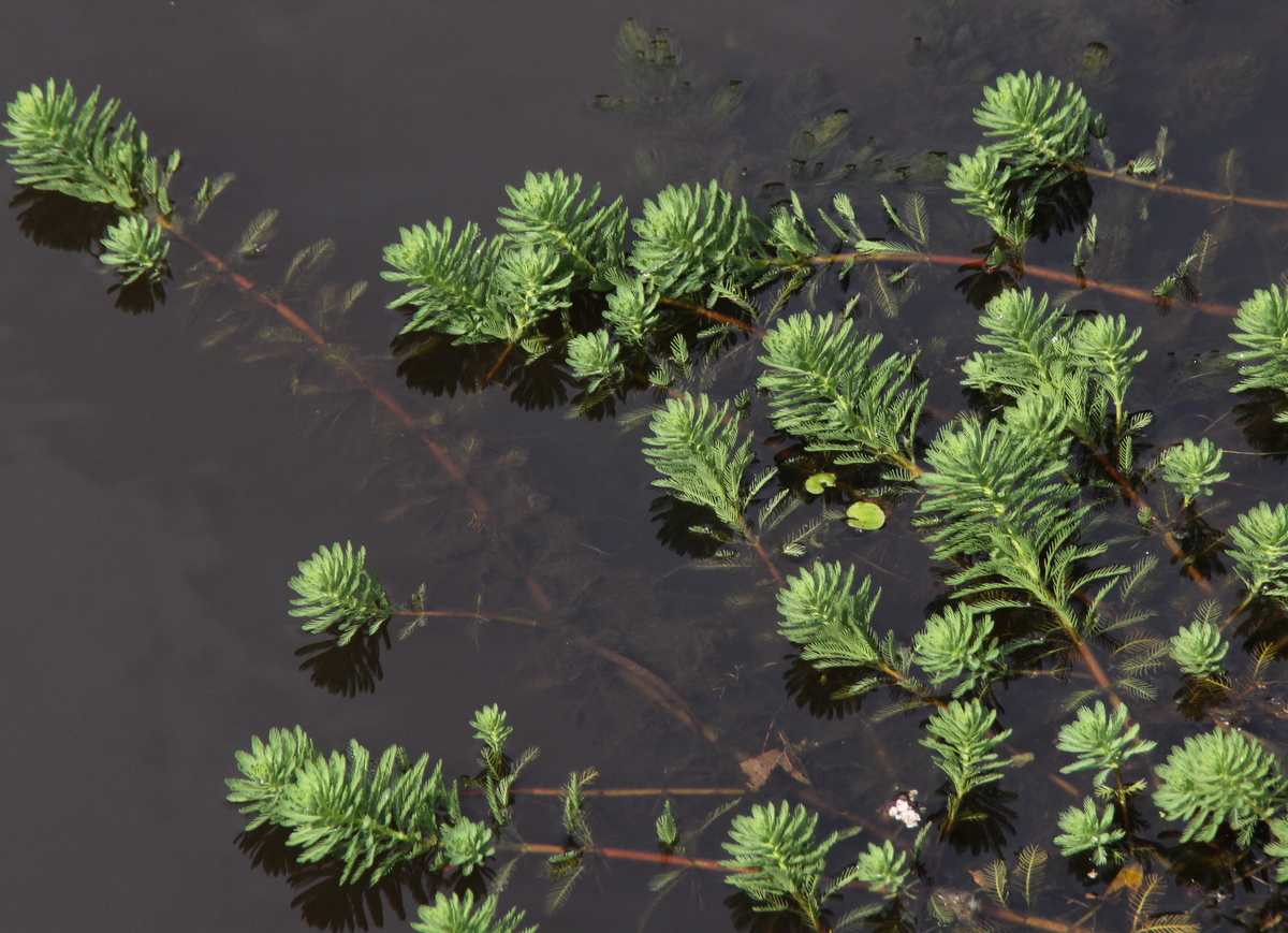 Myriophyllum aquaticum (door Peter Meininger)