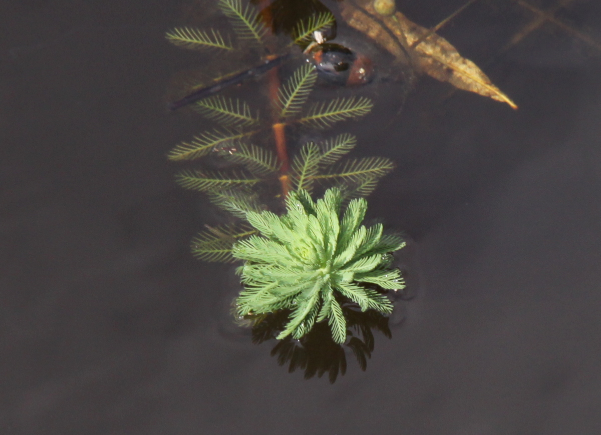 Myriophyllum aquaticum (door Peter Meininger)