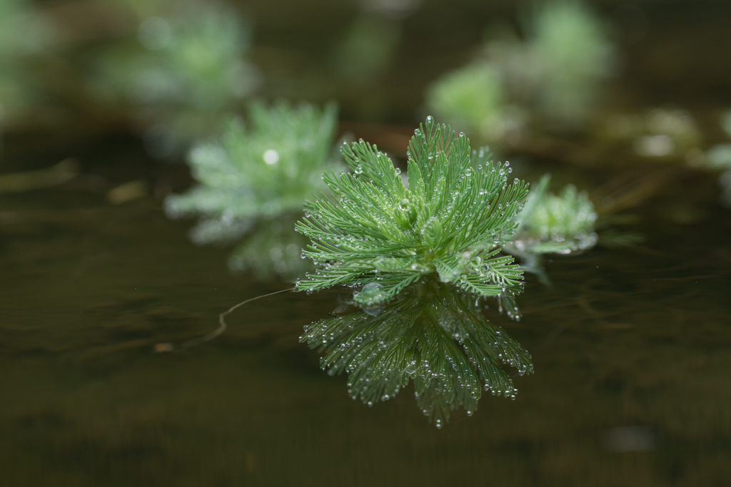 Myriophyllum aquaticum (door Ron Poot)