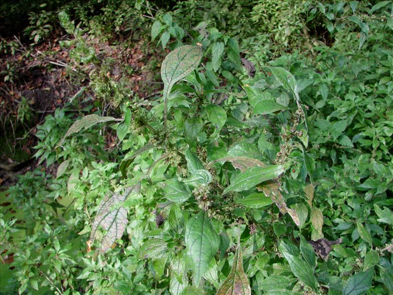 Parietaria officinalis (door Adrie van Heerden)