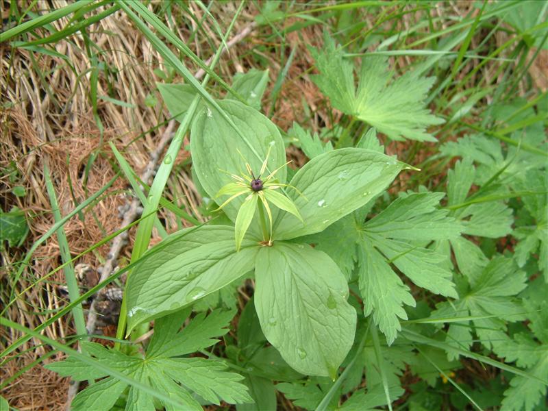 Paris quadrifolia (door Adrie van Heerden)