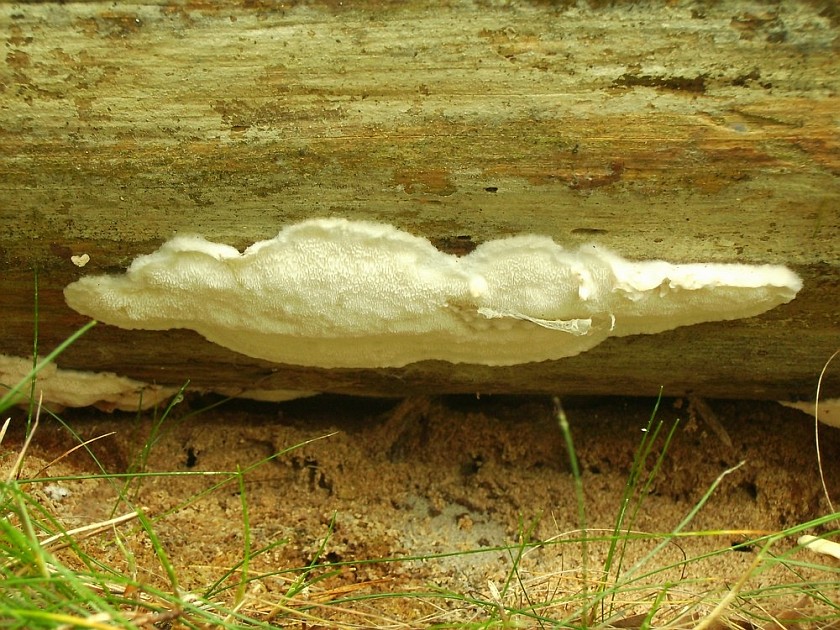 Parmastomyces mollissimus (door Bert Tolsma)