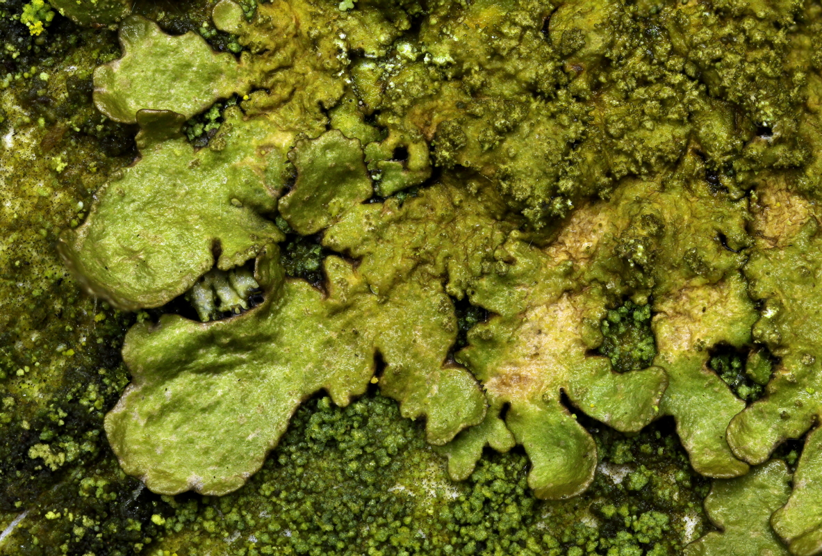 Melanelixia subaurifera (door Klaas van der Veen)