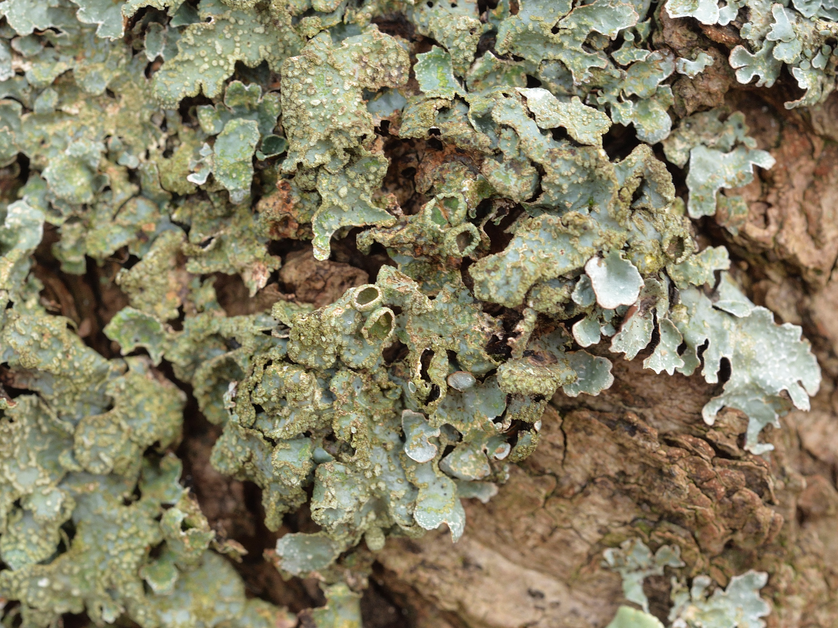 Parmelia sulcata (door Jan Freijer)