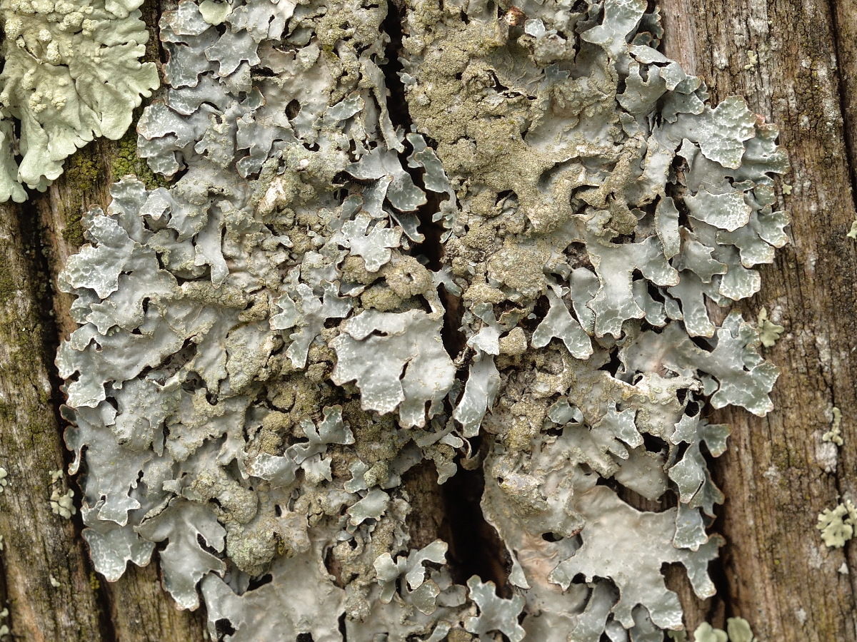 Parmelia sulcata (door Jan Freijer)