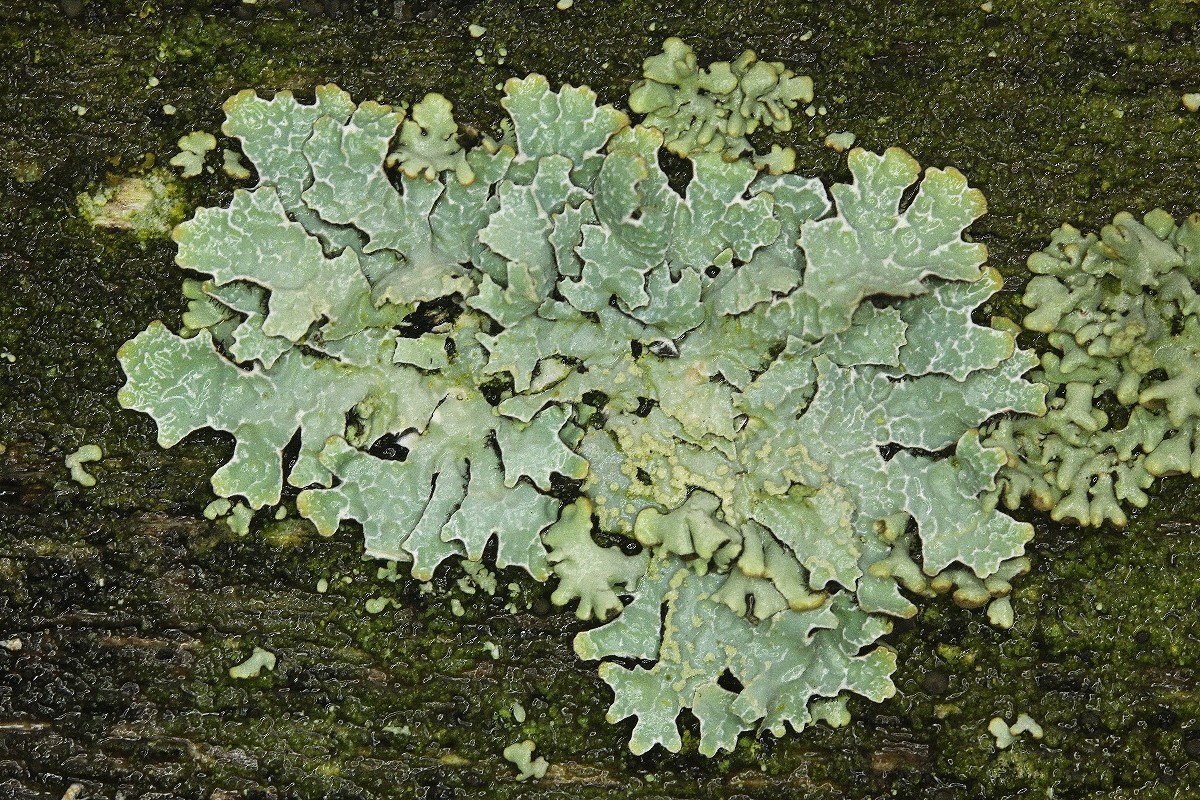 Parmelia sulcata (door Laurens Sparrius)