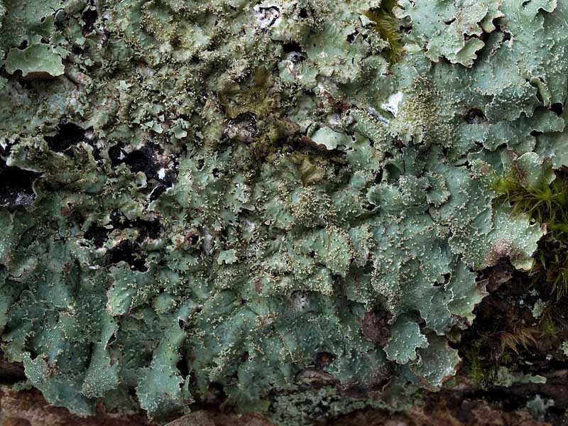 Parmelia saxatilis s.s. (door Bart Horvers)