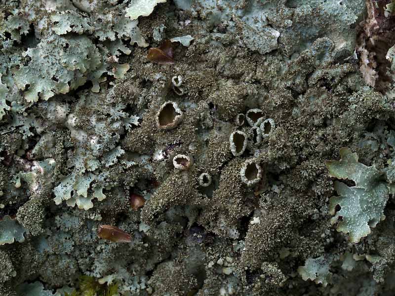 Parmelia saxatilis s.s. (door Bart Horvers)