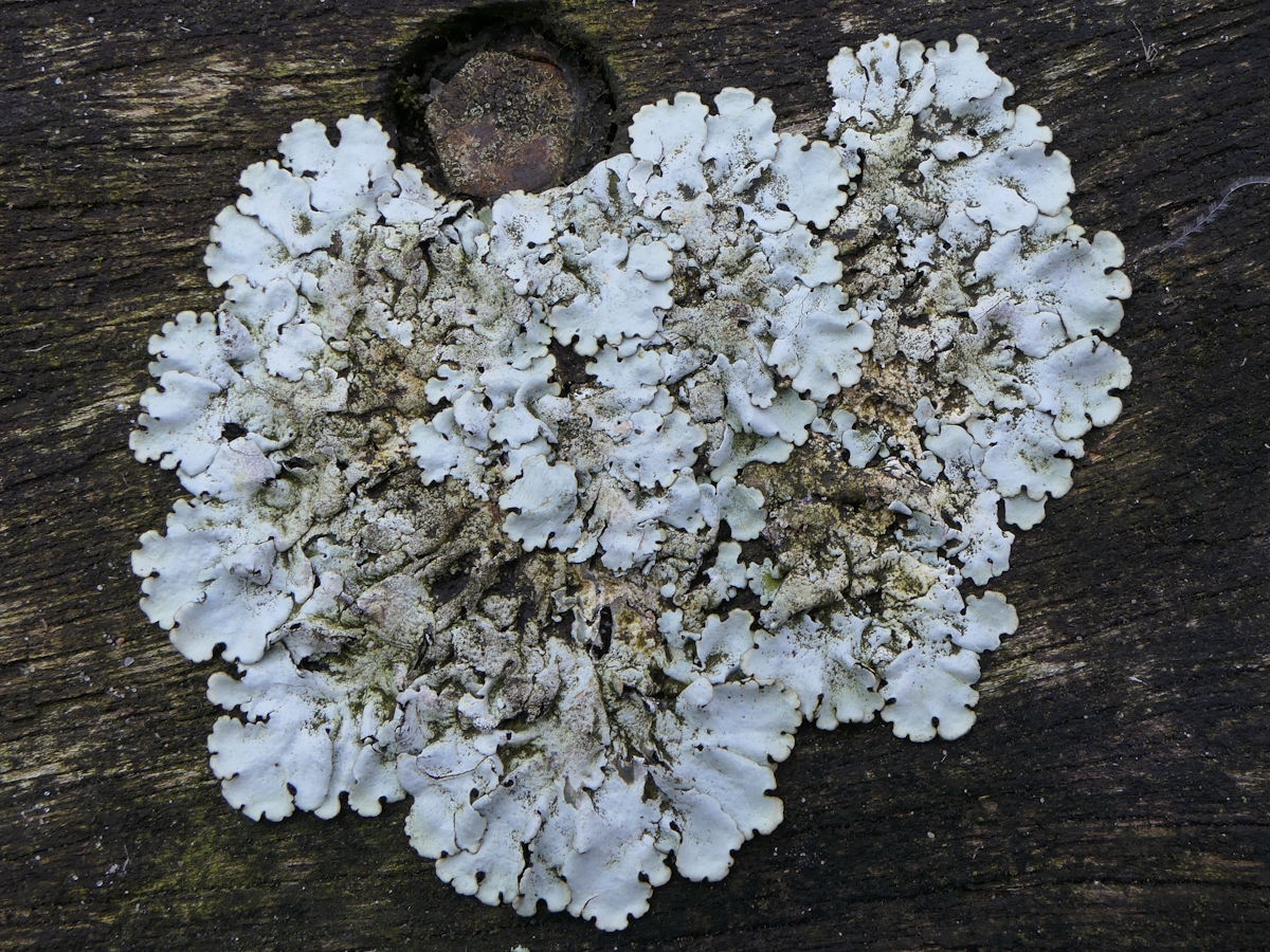 Parmelina tiliacea (door Henk-Jan van der Kolk)
