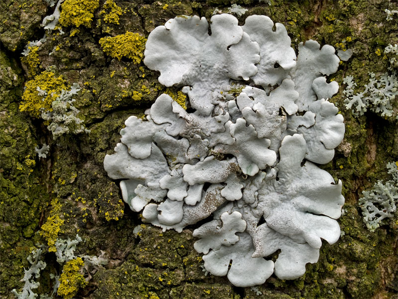 Parmelina tiliacea (door Bart Horvers)