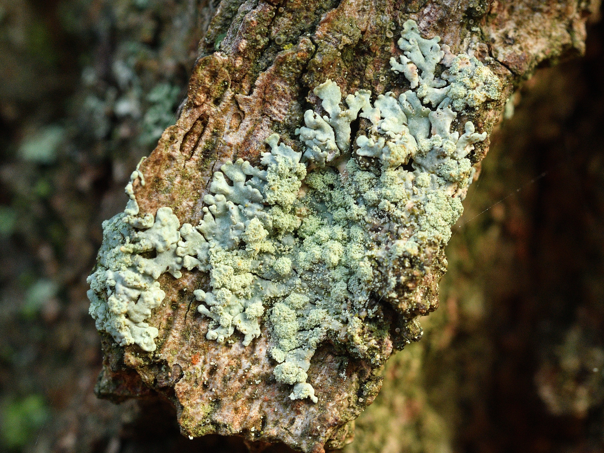 Parmeliopsis ambigua (door Jan Freijer)