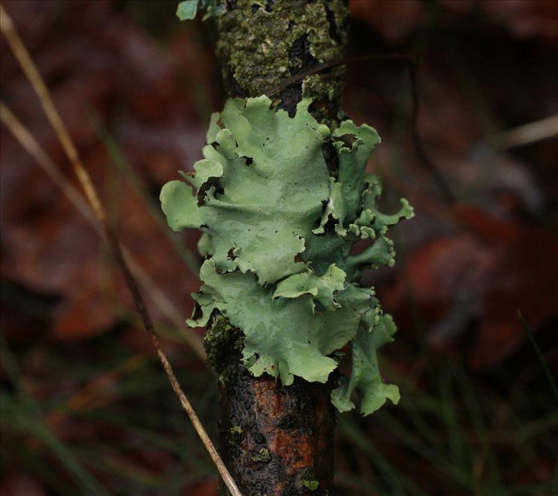 Parmotrema perlatum (door Maarten Immerzeel)