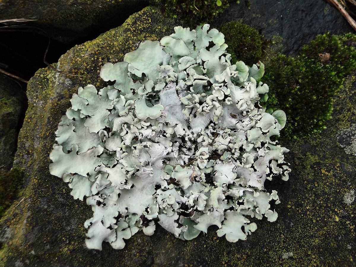 Parmotrema perlatum (door Henk-Jan van der Kolk)