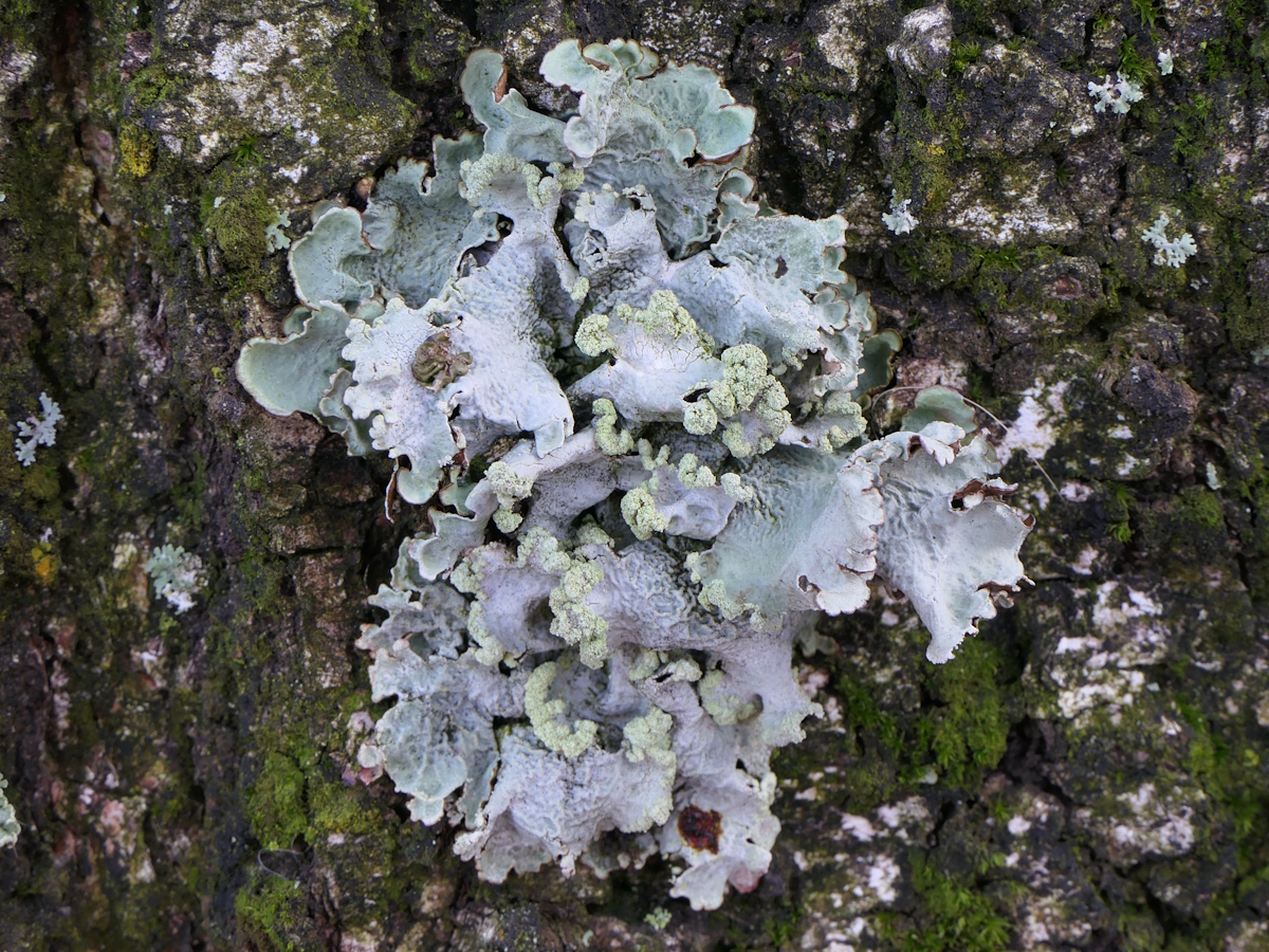 Parmotrema pseudoreticulatum (door Henk-Jan van der Kolk)