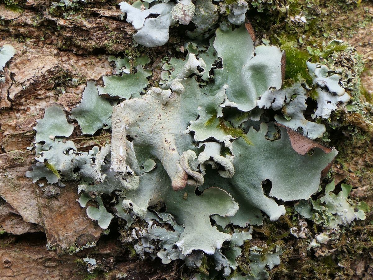 Parmotrema reticulatum (door Henk-Jan van der Kolk)