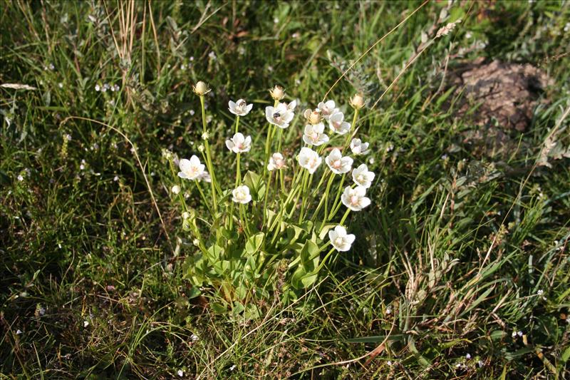 Parnassia palustris (door Niko Buiten)