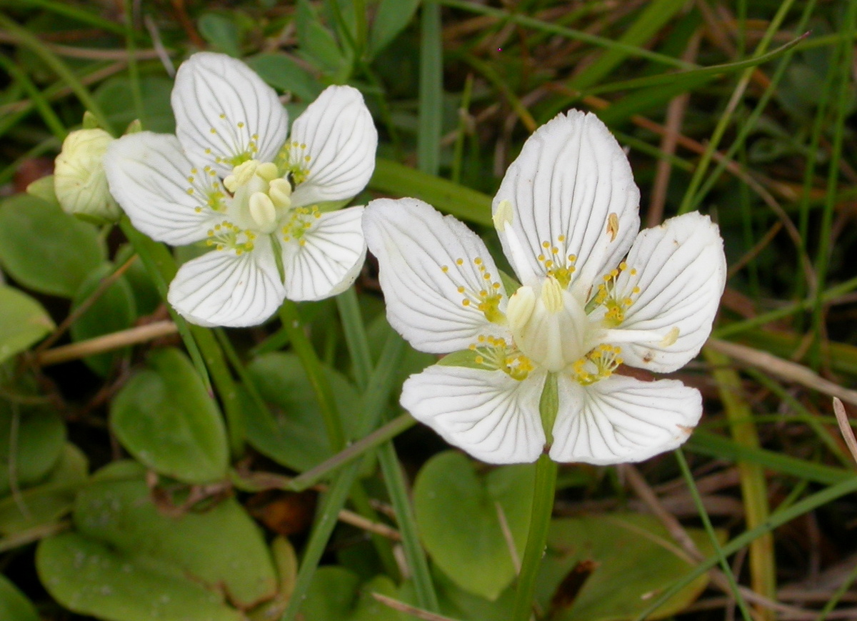 Parnassia palustris (door Peter Meininger)