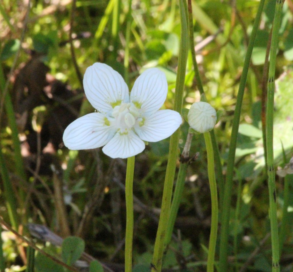 Parnassia palustris (door Pieter Stolwijk)