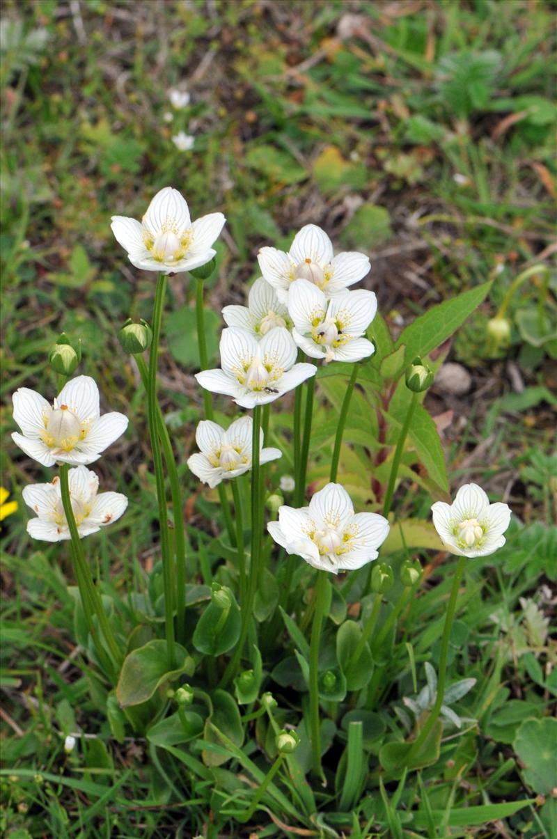 Parnassia palustris (door Hans Toetenel)