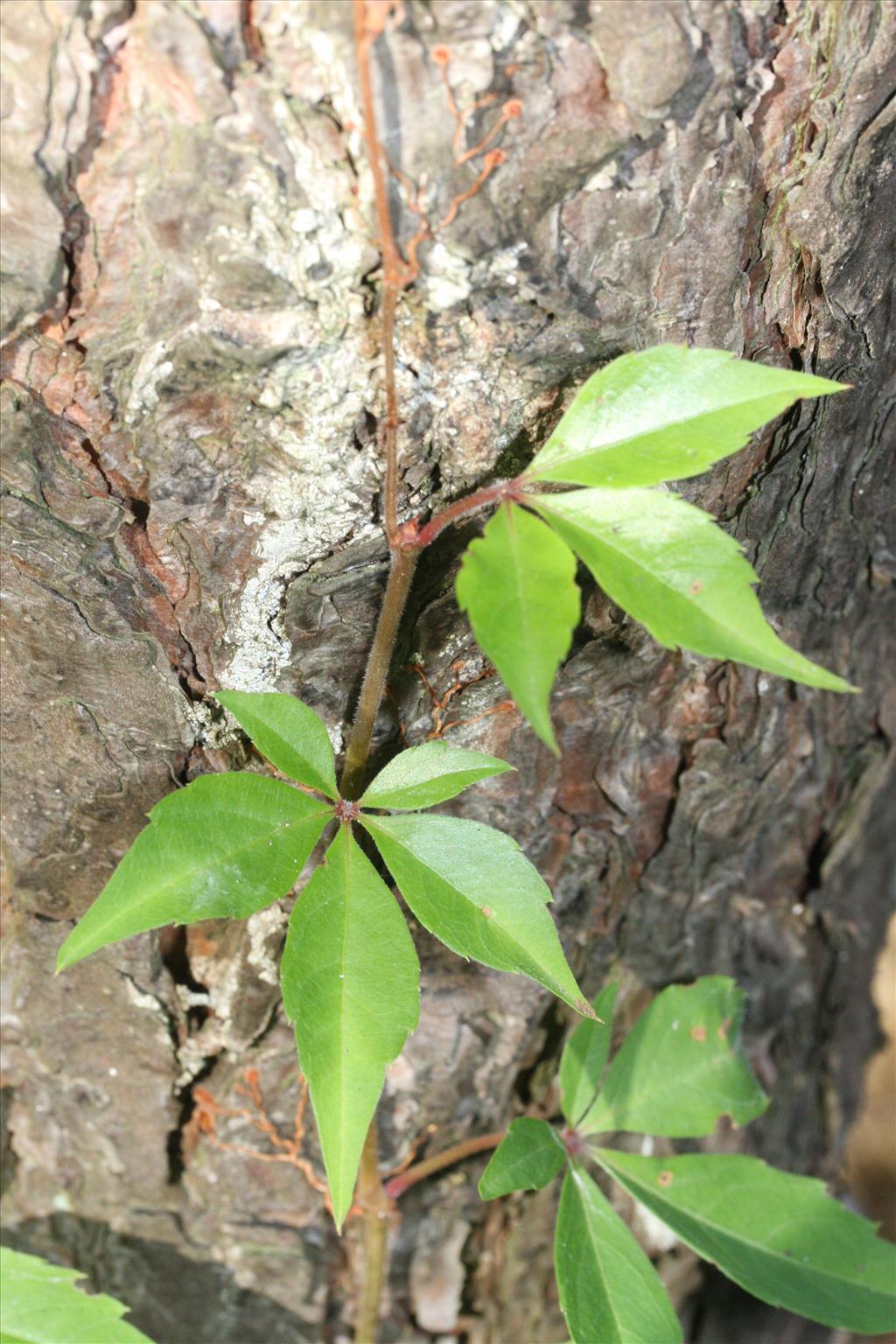 Parthenocissus quinquefolia (door Rutger Barendse)