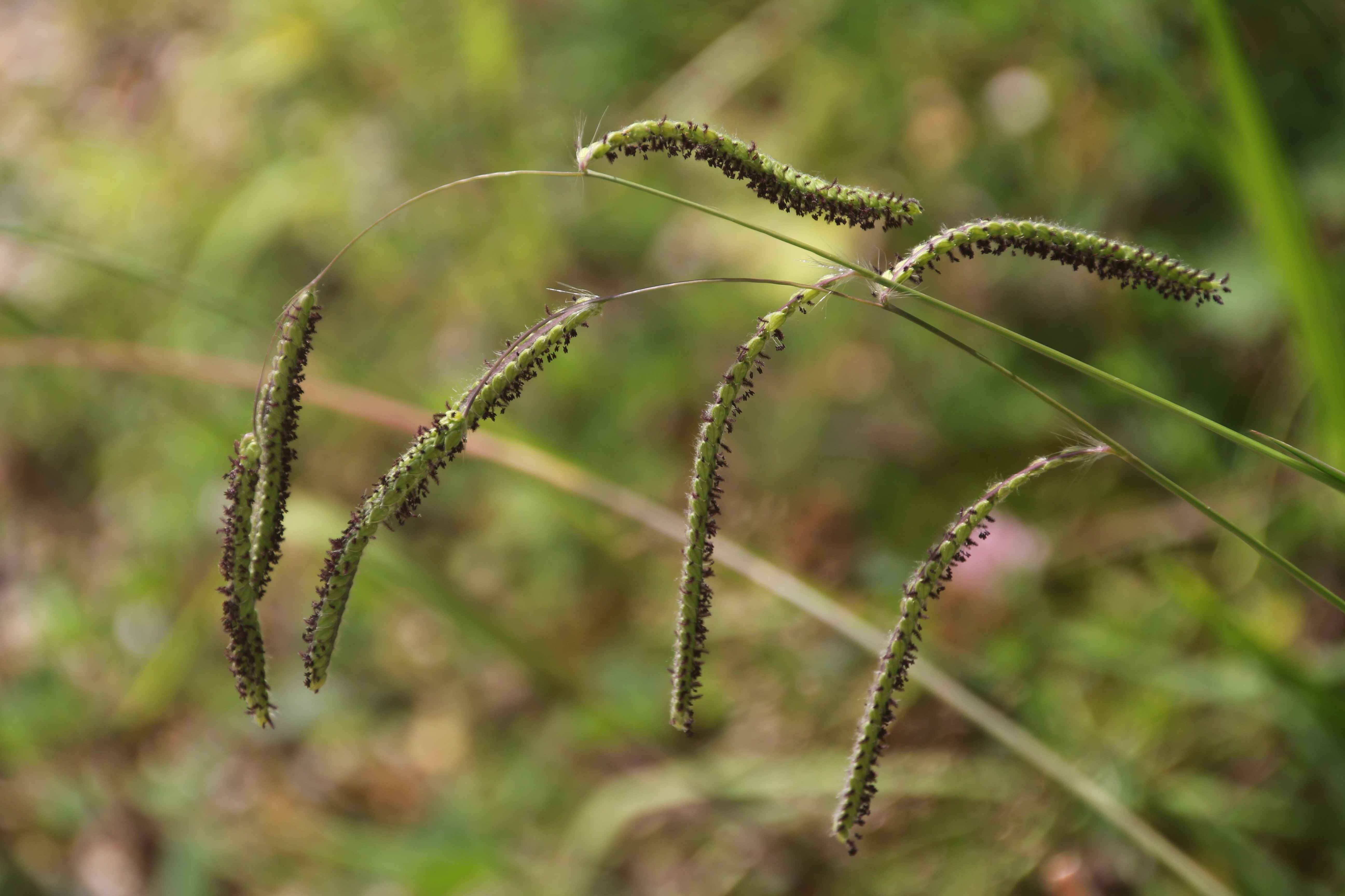 Paspalum dilatatum (door Pieter Stolwijk)