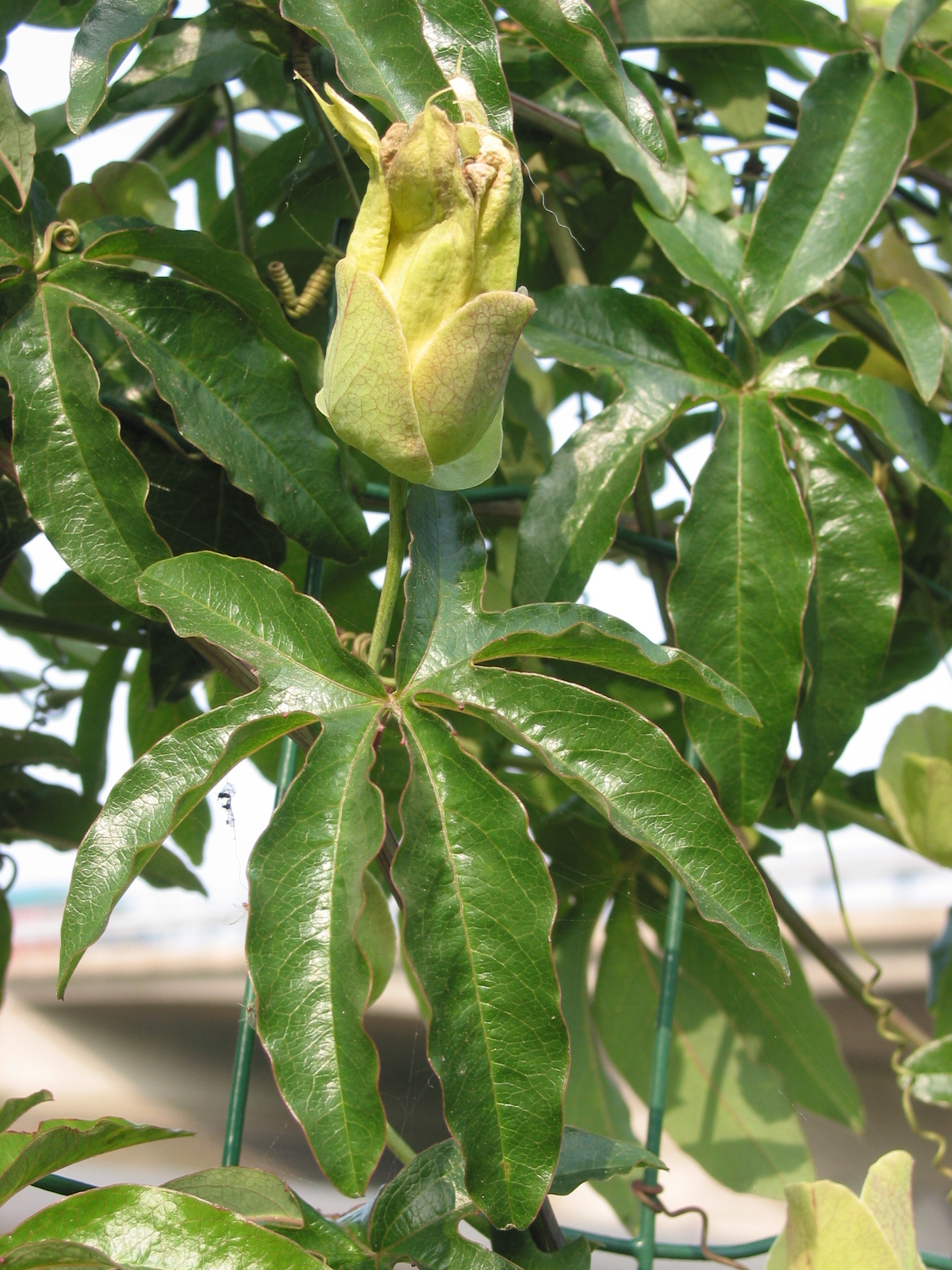 Passiflora caerulea (door Gertjan van Mill)