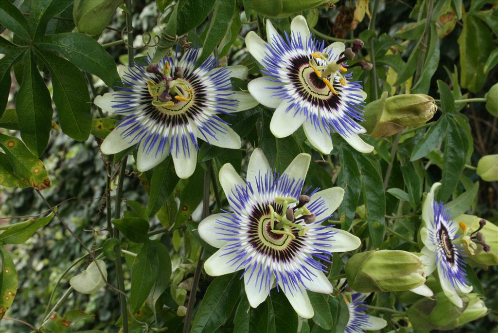 Passiflora caerulea (door Gertjan van Mill)