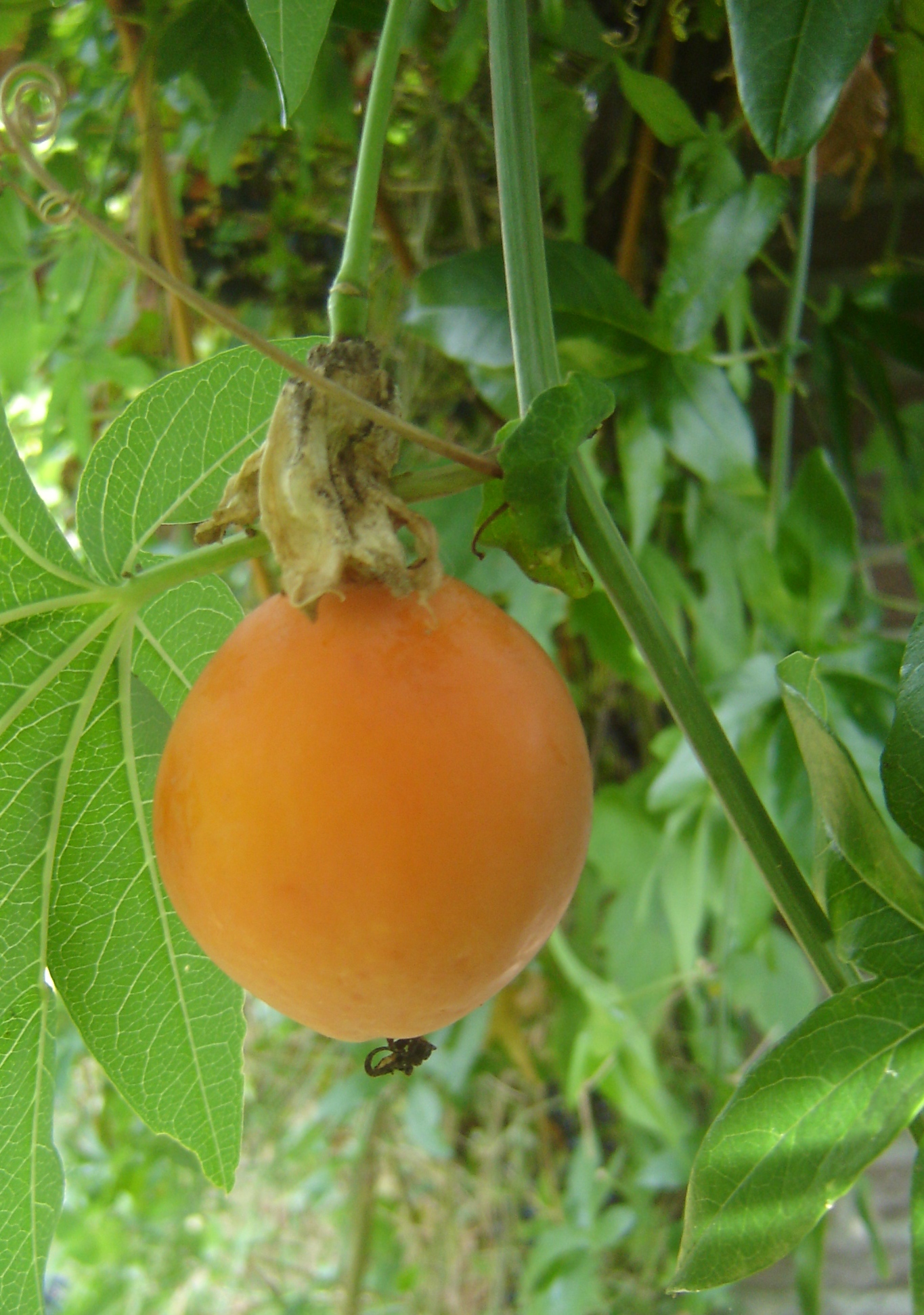 Passiflora caerulea (door Ruud Beringen)