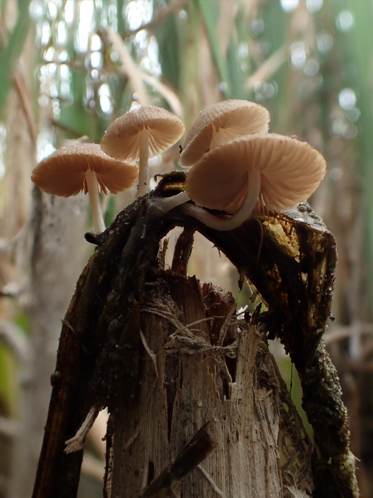 Psathyrella typhae (door Leo Jalink)