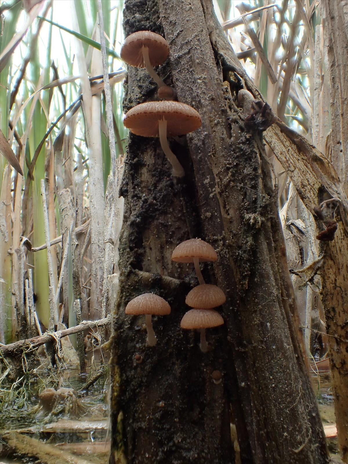 Psathyrella typhae (door Leo Jalink)