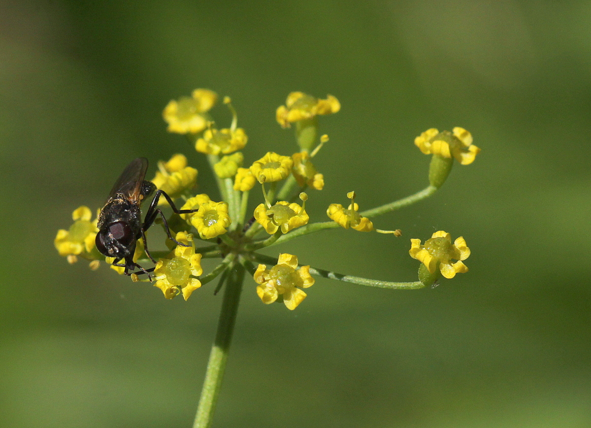 Pastinaca sativa subsp. sativa (door Peter Meininger)