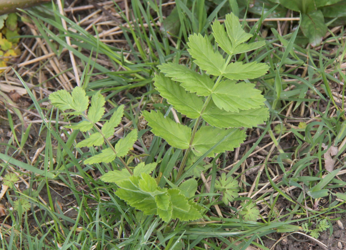 Pastinaca sativa subsp. sativa (door Peter Meininger)