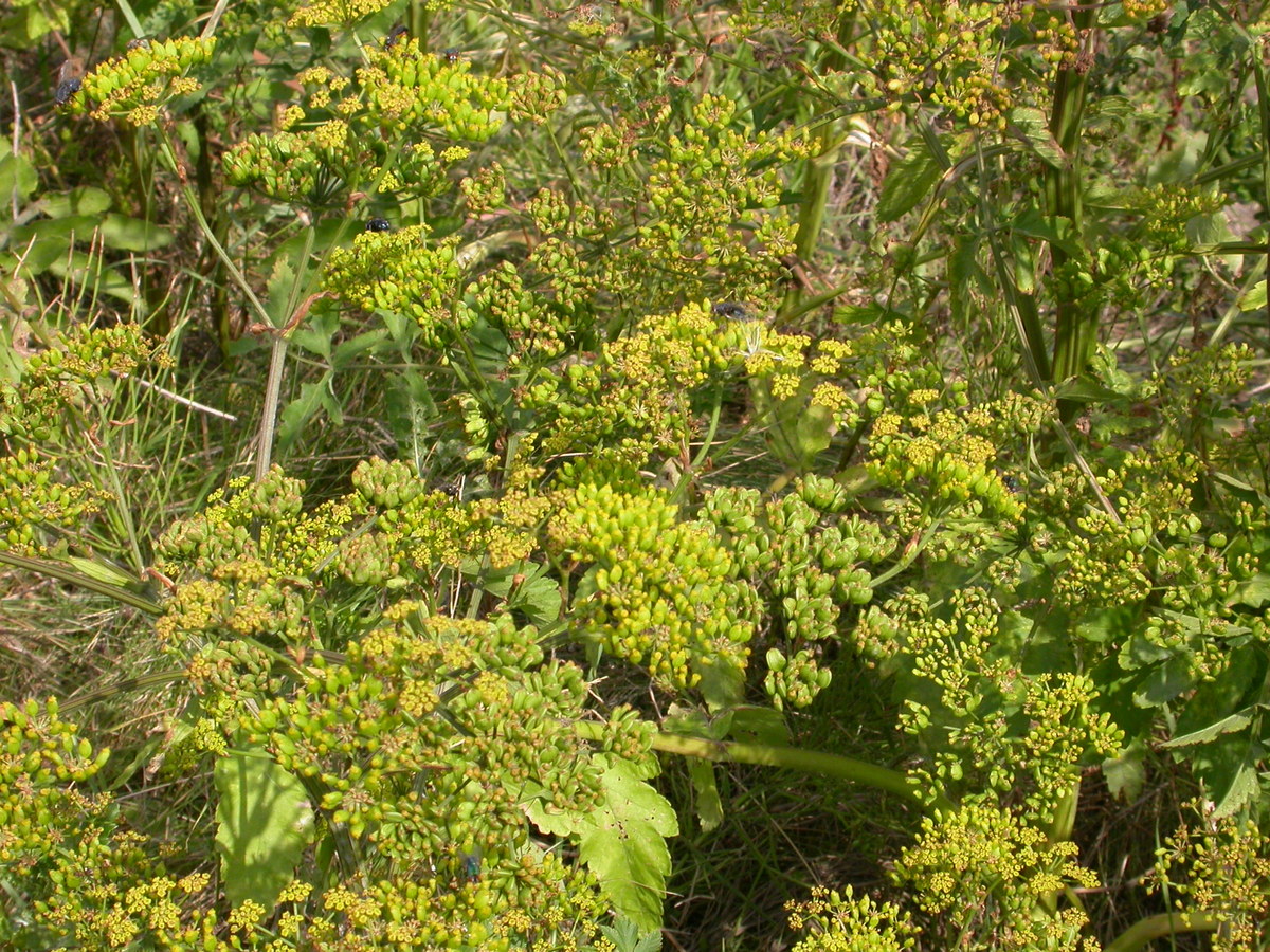 Pastinaca sativa subsp. sativa (door Peter Meininger)
