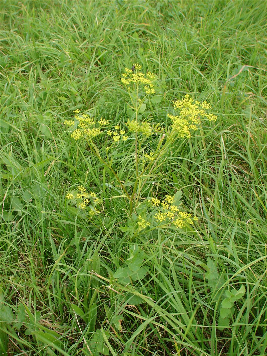 Pastinaca sativa subsp. sativa (door Adrie van Heerden)