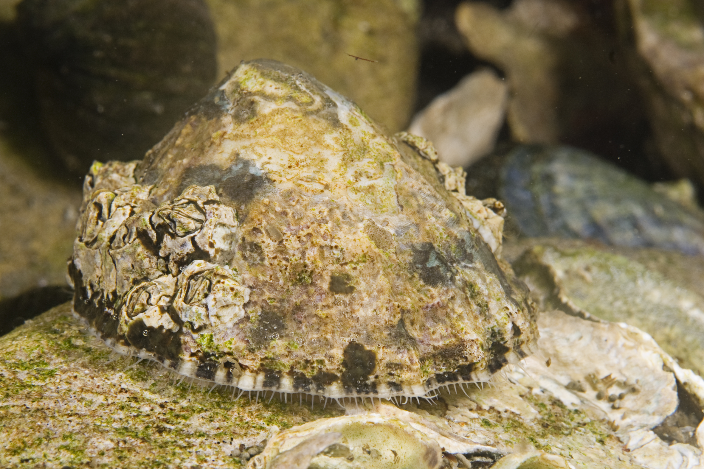 Patella vulgata (door Peter H. van Bragt)