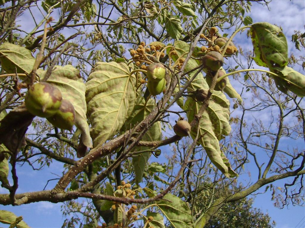 Paulownia tomentosa (door Toon Verrijdt)