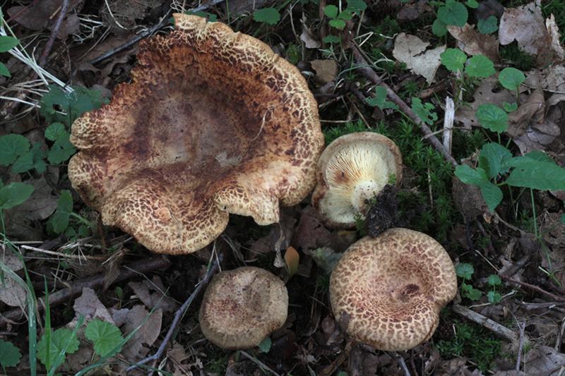 Paxillus rubicundulus (door Menno Boomsluiter)