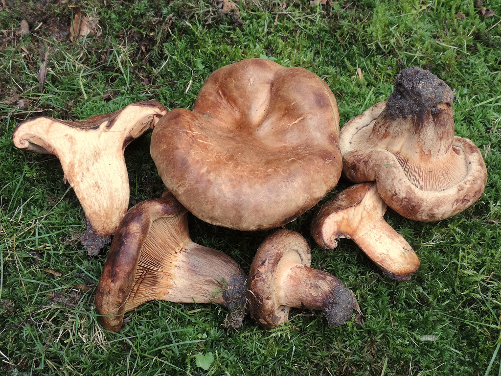 Paxillus obscurosporus (door Jaap Wisman)