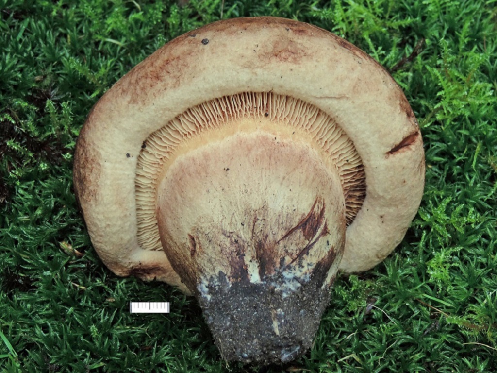 Paxillus obscurosporus (door Jaap Wisman)