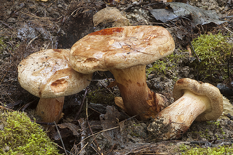 Paxillus ammoniavirescens (door Nico Dam)