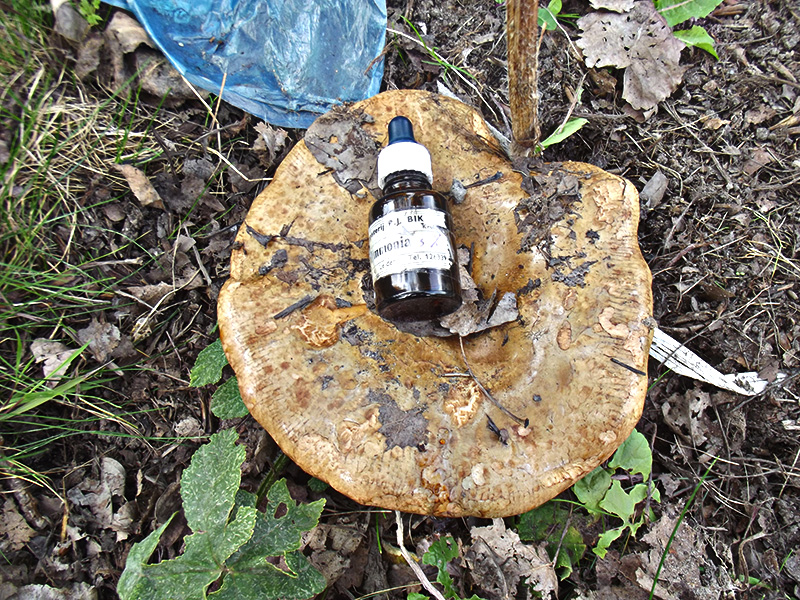 Paxillus ammoniavirescens (door Hans Adema)