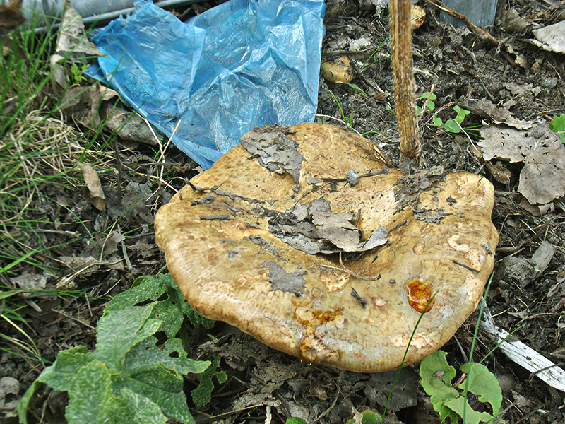 Paxillus ammoniavirescens (door Hans Adema)