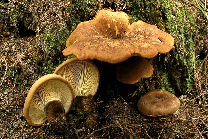 Tapinella atrotomentosa (door Henk Huijser)