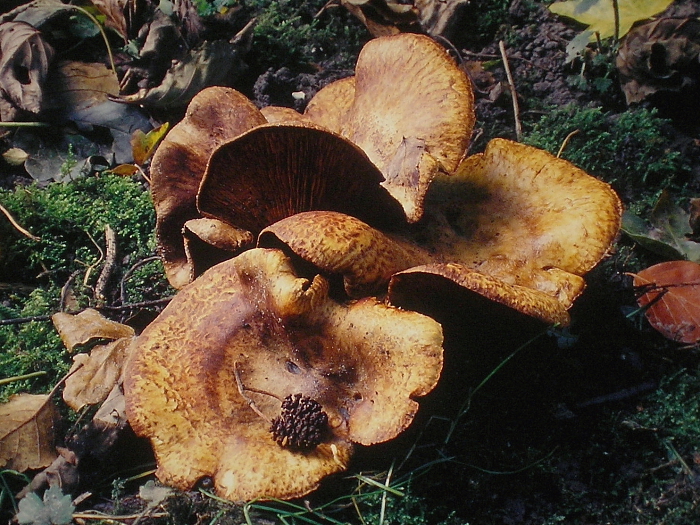 Paxillus rubicundulus (door Aldert Gutter)