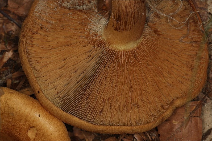 Paxillus involutus (door Joost Stalpers)