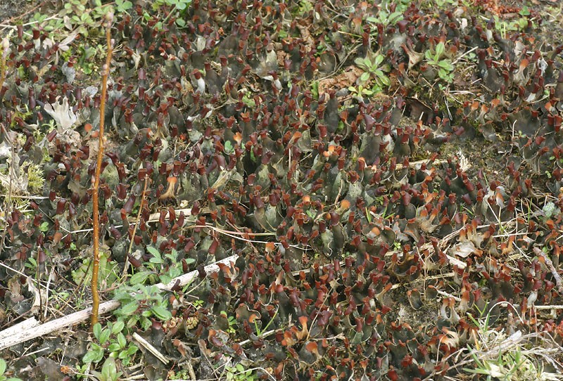 Peltigera didactyla (door Richard Gerritsen)